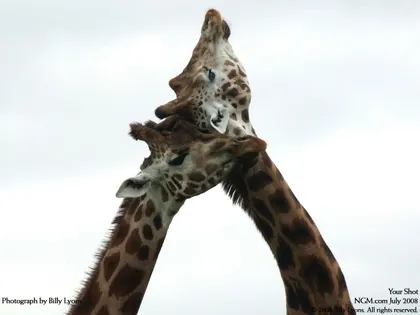 nature animals affection giraffes 1280x960 wallpaper Art HD Wallpaper